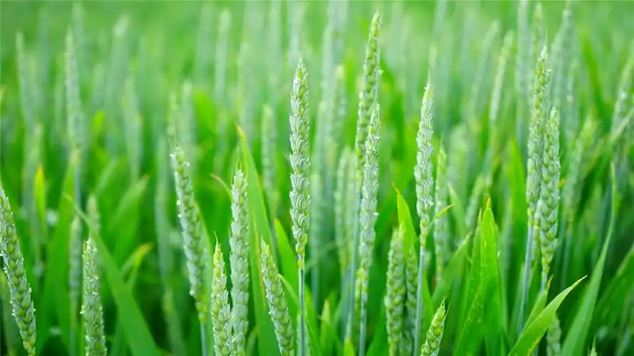 唯美绿色麦田高清桌面壁纸