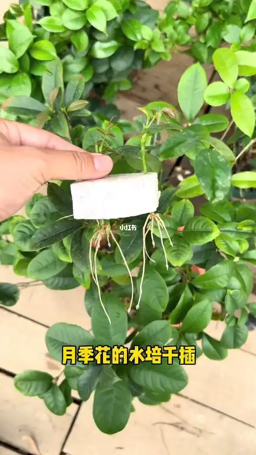 月季水培扦插长根长芽快