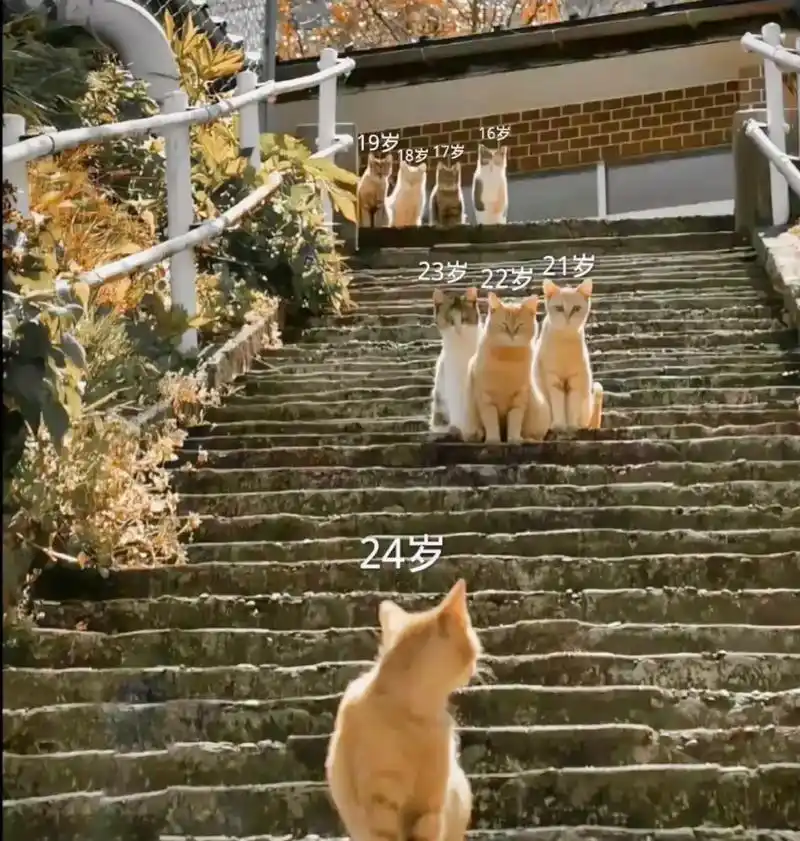 回头看 轻舟已过万重山#猫咪台阶回头照片#猫台阶下回头望三只 - 抖音