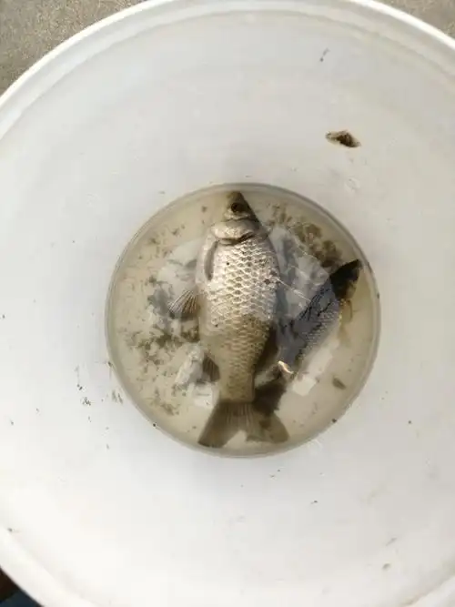 浅水草洞鱼两条.