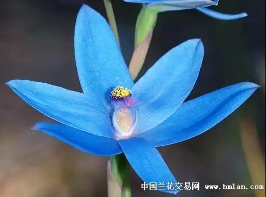 蓝色原生兰花 真正意义的天蓝色