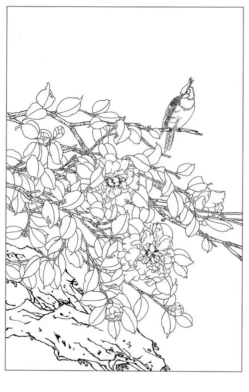 0003工笔画茶花白描线稿素材高清图0x0pxjpg600dpi3真迹扫描大图超