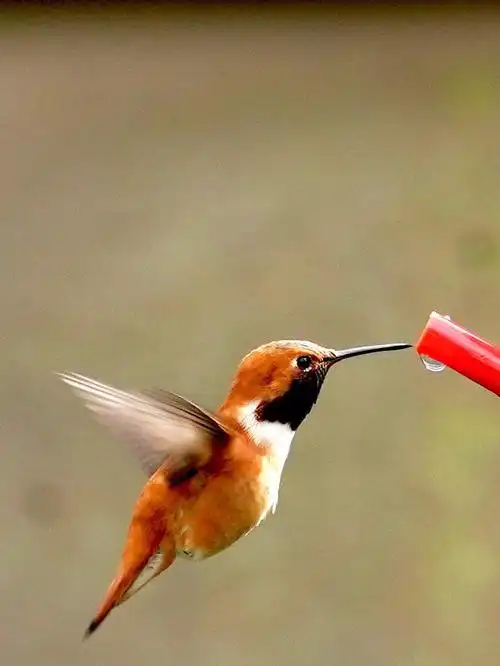 世界上最小的鸟蜂鸟二