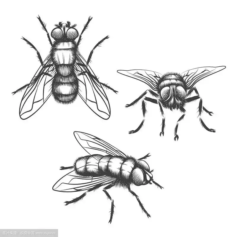 手绘苍蝇