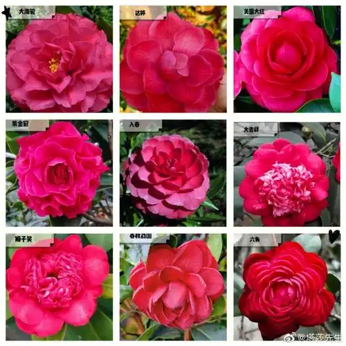 茶花##园艺新手百科