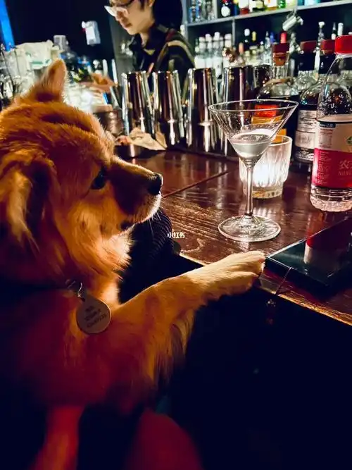 我拿孤独下酒饮尽风花雪夜