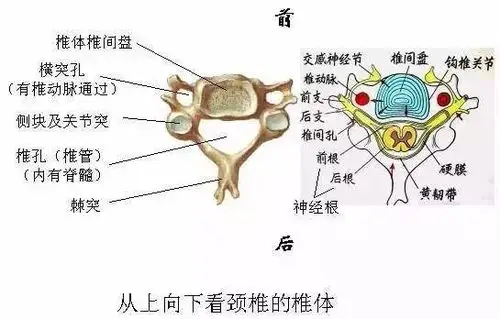 金牌医生最常见的五大类颈椎病快看看您是哪一型