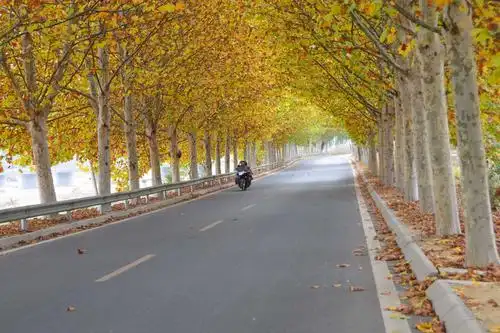 莱芜最美乡村公路——茶业口镇法桐大道