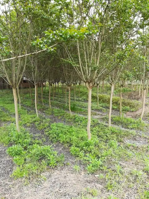 江西奉新县丰盛苗木场