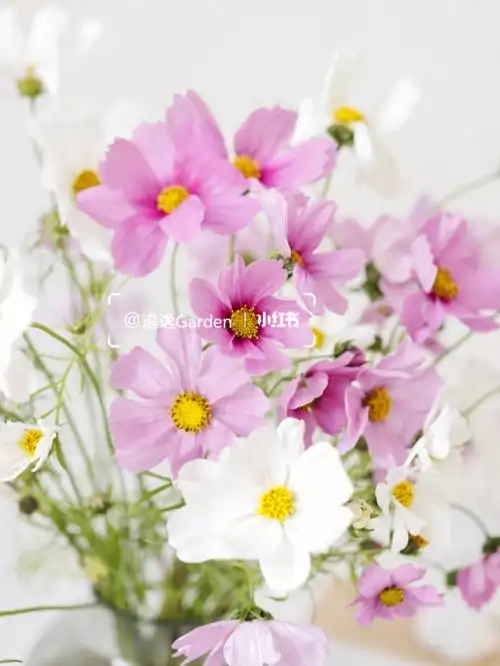 格桑花语花语别致且特别有怜取眼前人的韵味.