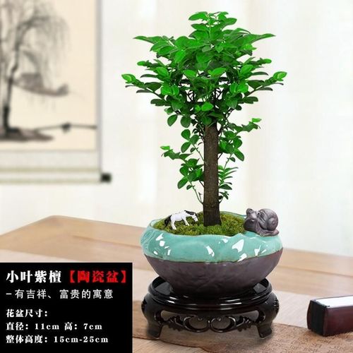 小叶紫檀盆景植物老桩盆栽办公室桌面室内花卉绿植好养活四季常青