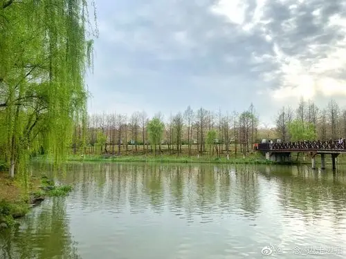 『绿叶』——顾村公园