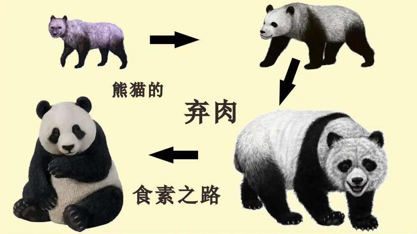 大熊猫的进化路线: 1,800万年前,还是杂食动物的始熊猫登 - 抖音