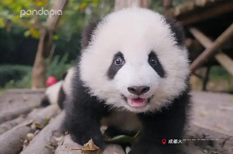出彩滚滚大熊猫的证件照拍摄现场你pick哪一张