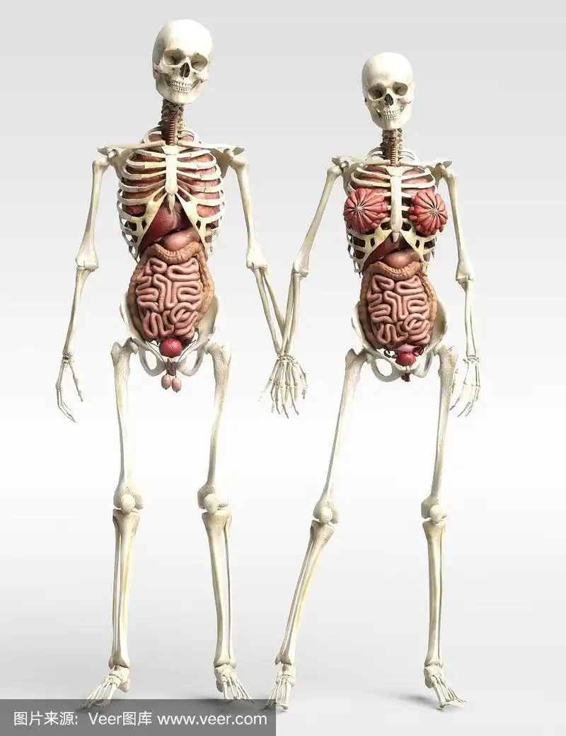 人体解剖学的数字3d插图