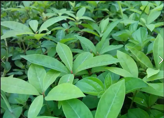 正宗金丝楠木种子 楠树 雅楠 桢楠 豆瓣楠 香楠 龙胆楠 批发包邮