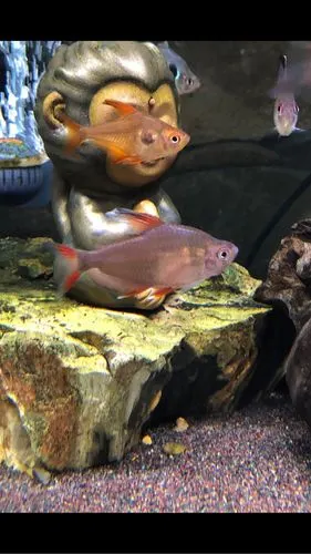 出5条白翅玫瑰扯旗,1条紫背紫印