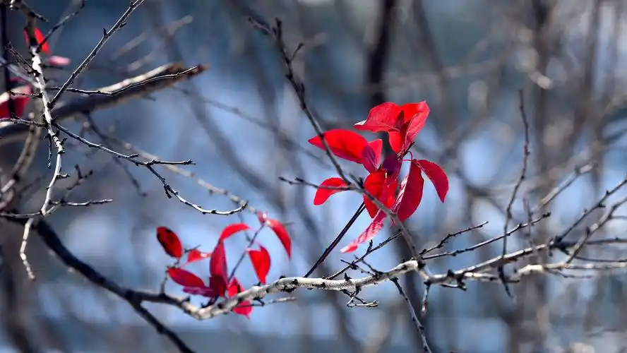 唯美冬季紫叶李摄影图片高清宽屏壁纸