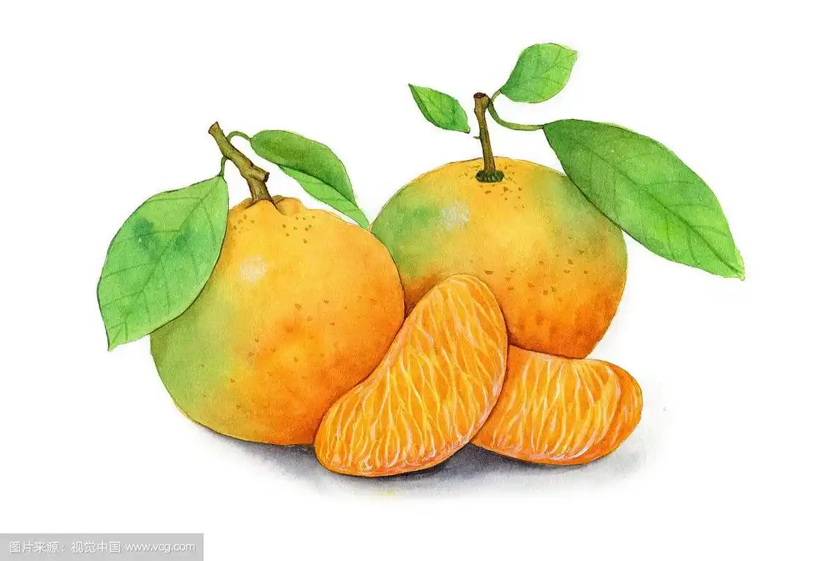 手绘水彩水果橘子设计素材插画