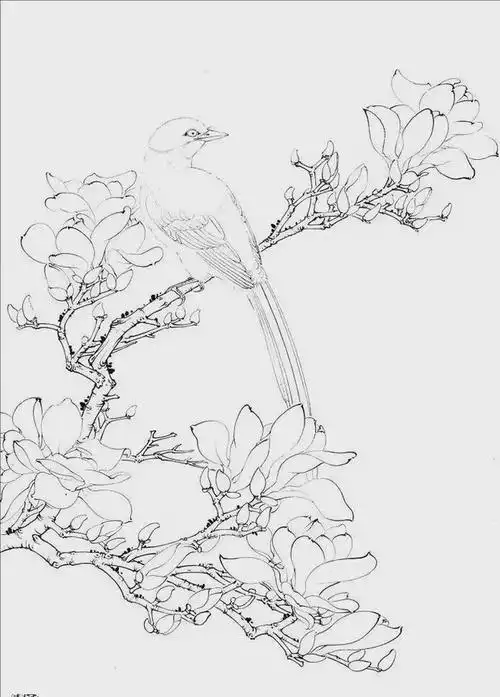 花鸟白描线稿来袭你想要的工笔花鸟都在这