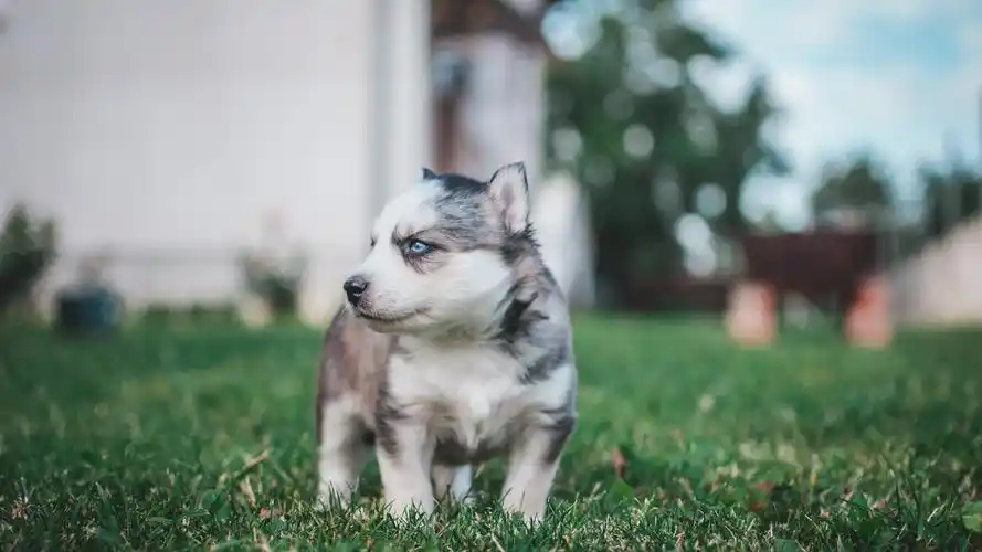 安装元气桌面,海量壁纸一键设置尺寸:3840x2160体积:1.