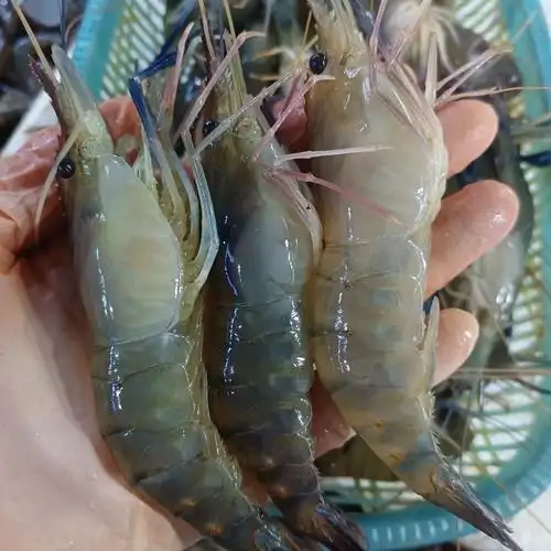 罗氏大河野生大头虾新鲜活鲜活速冻海鲜烧烤淡水冻虾