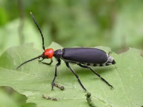 黄脊竹蝗有关知识问答