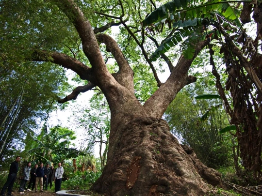 韶关十大樟树王正式揭晓