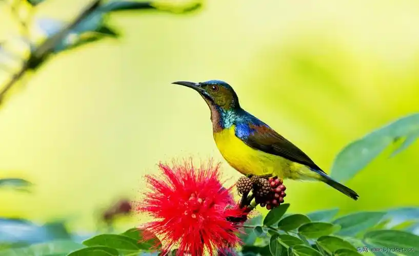 蓝天白云—守望—褐喉直嘴太阳鸟