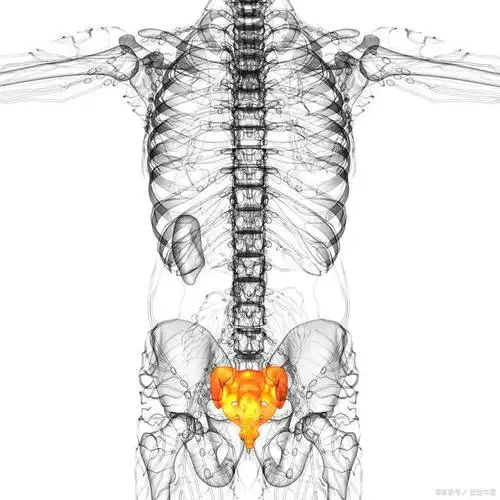 尾椎骨:是整个脊柱的枢纽和支点