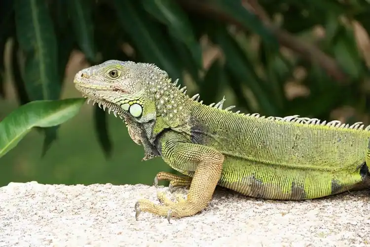 美洲绿鬣蜥,鬣蜥科,脊索动物门,长鬣蜥属,主要分布在墨西哥到南美洲