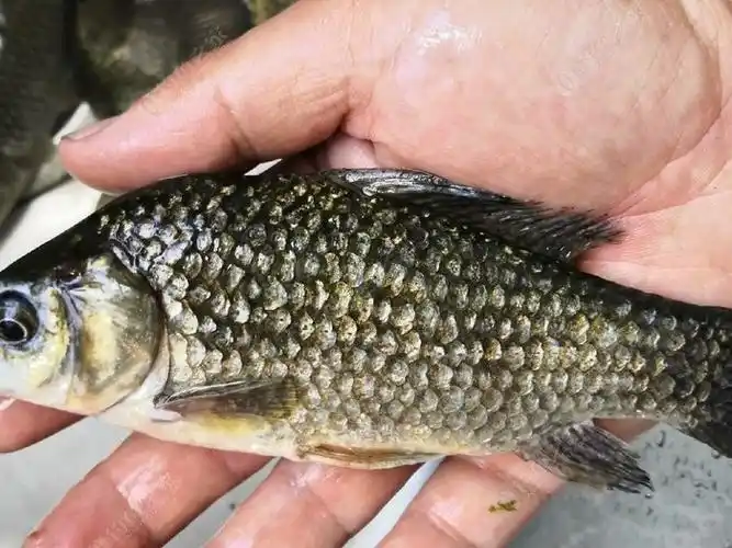 10月3日钓芝麻鲫,今天还行