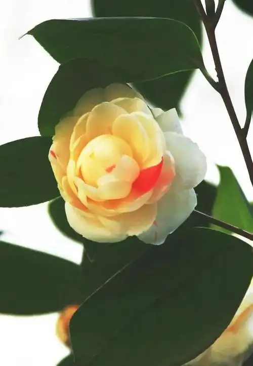 春已至,花已开,苏州西山雕花楼五色茶花惊艳亮相!