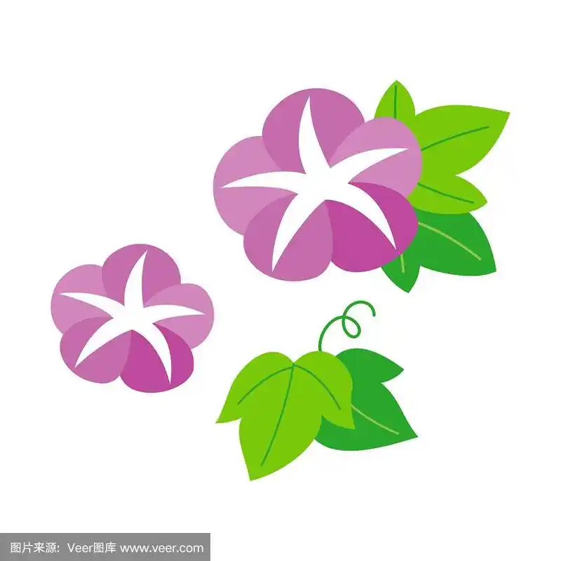 牵牛花孤立在白色背景上