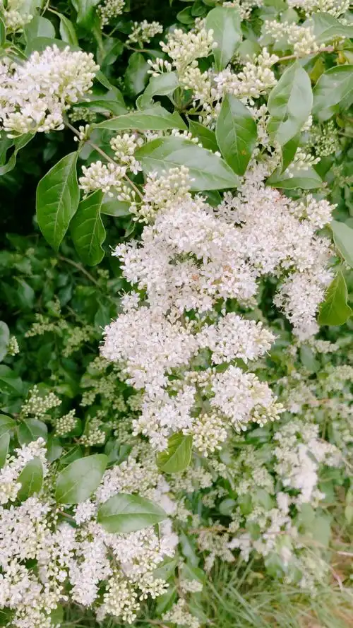 盛开的白色小蜡花 微风轻拂 摇曳生姿 花香迷人.