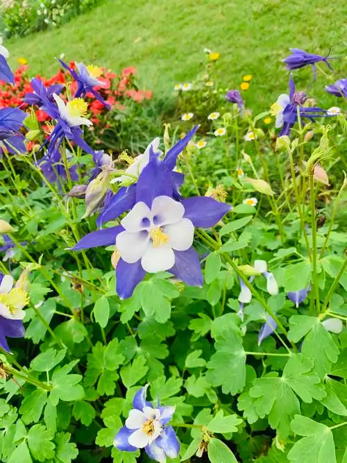 大自然里的小花草看起来让人精神愉悦