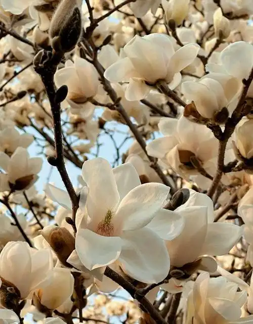 「探寻济南花海美景」玉兰花开,你来拍!