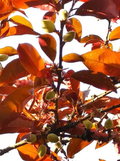 【一期一花】红叶碧桃