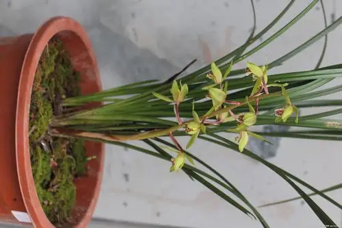 去年种的下山蕙兰,现在开花了,花自然,纯正,味