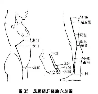 足厥阴肝经有哪些常用腧穴?如何定位?