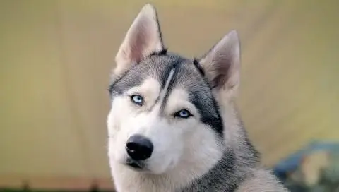 当你养了一只哈士奇那样的傻狗看表情都觉得醉了