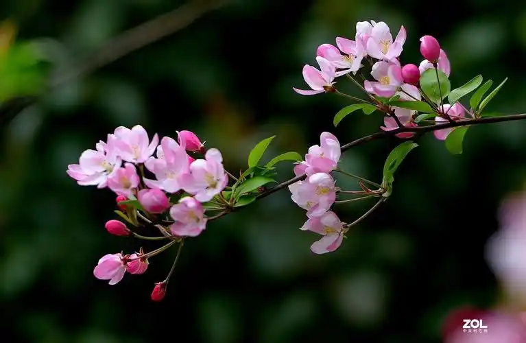 垂丝海棠花图片(海棠花品种及图片大全)