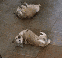 mdf温柔星空 的喜欢