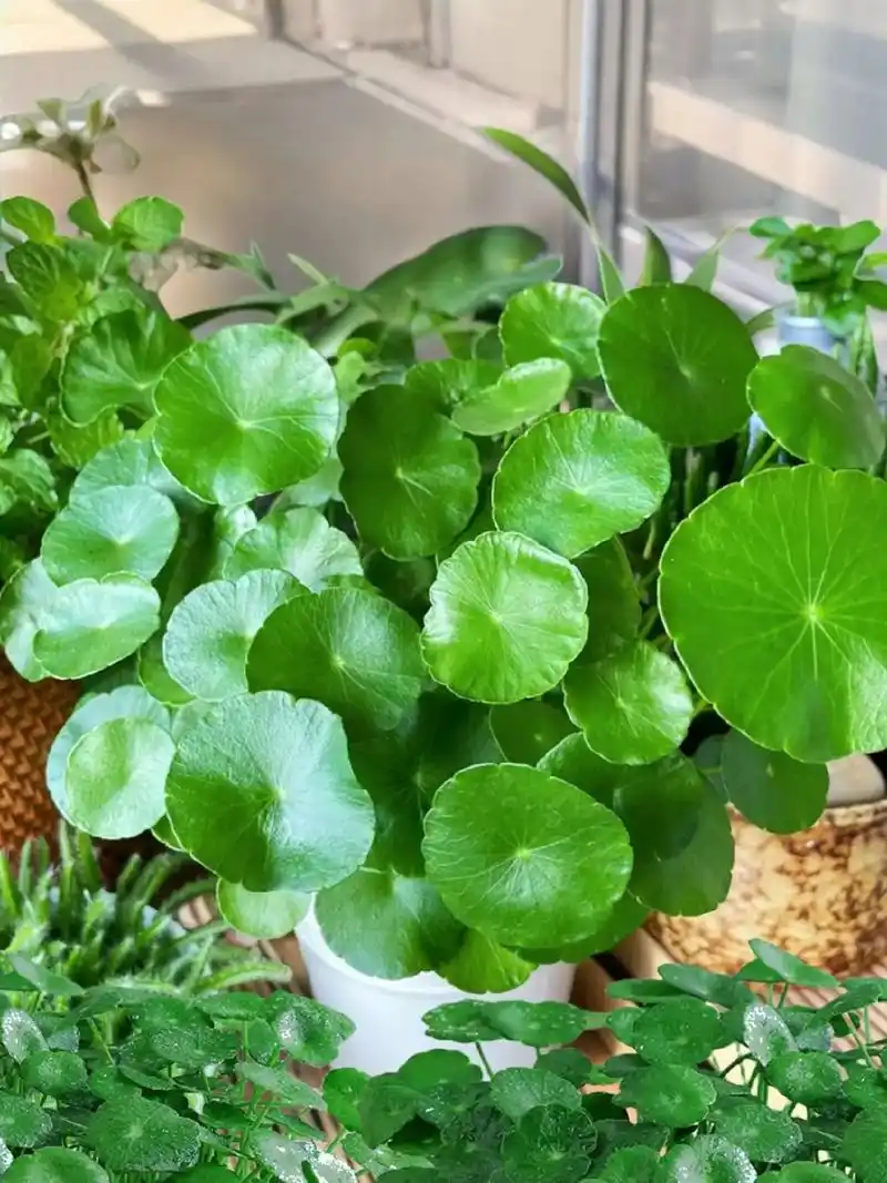 铜钱草水培植物!