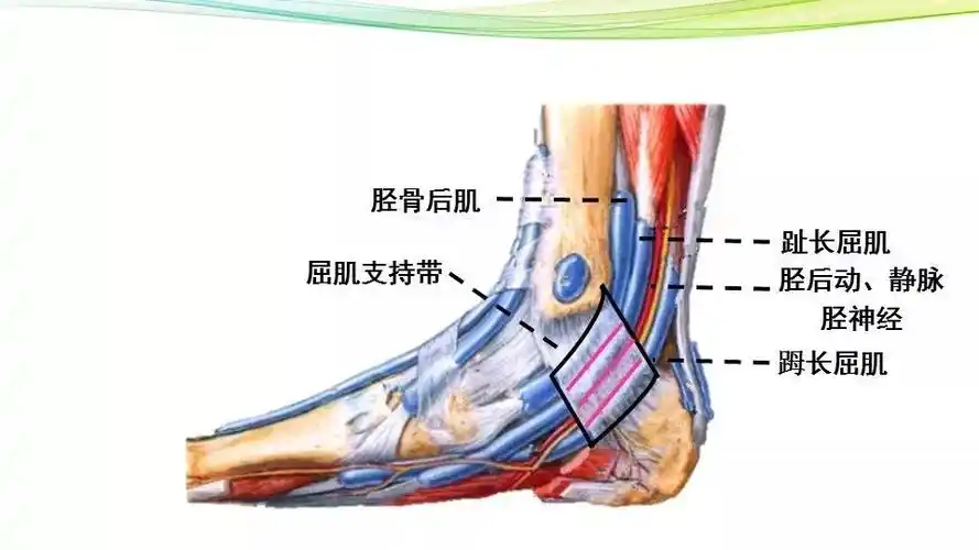 小小讲堂踝管综合征的诊断与治疗一