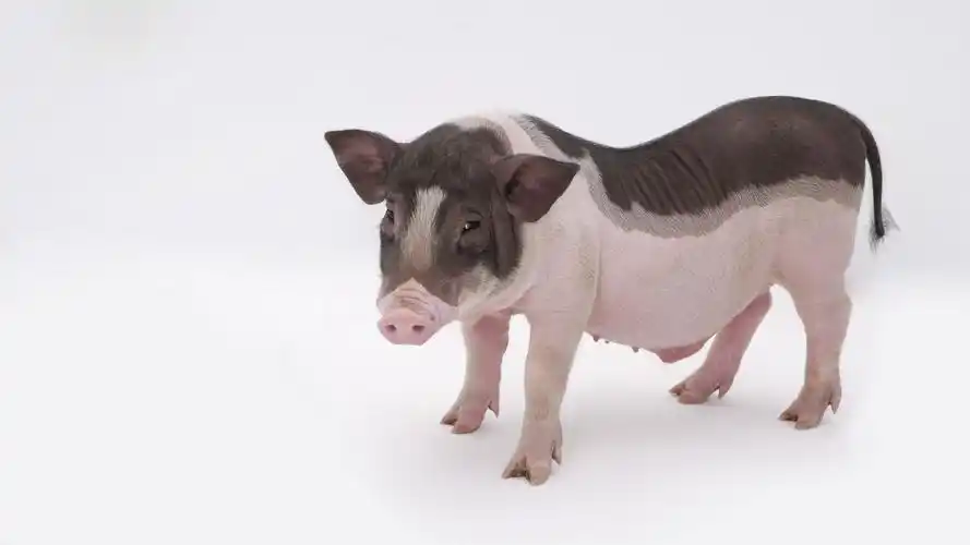 近距离拍摄淘气猪高清动物套图分享