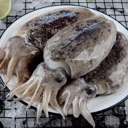 4斤包邮新鲜大墨鱼墨鱼墨斗鱼海捕墨鱼大号目鱼冷冻水产