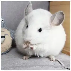 【龙猫宠物白色】龙猫宠物白色品牌,价格 - 阿里巴巴