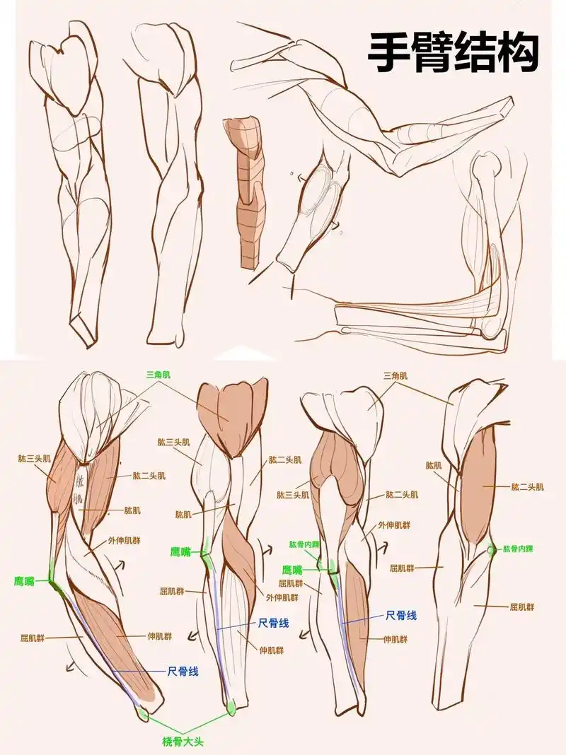 肱二头肌位于上臂前侧,它构成了上臂前测的主 - 抖音