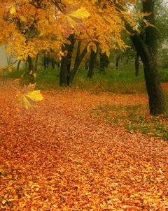 每一次呼吸都是秋天的味道风中飞舞的枫叶落在手心吃一顿大餐看一场